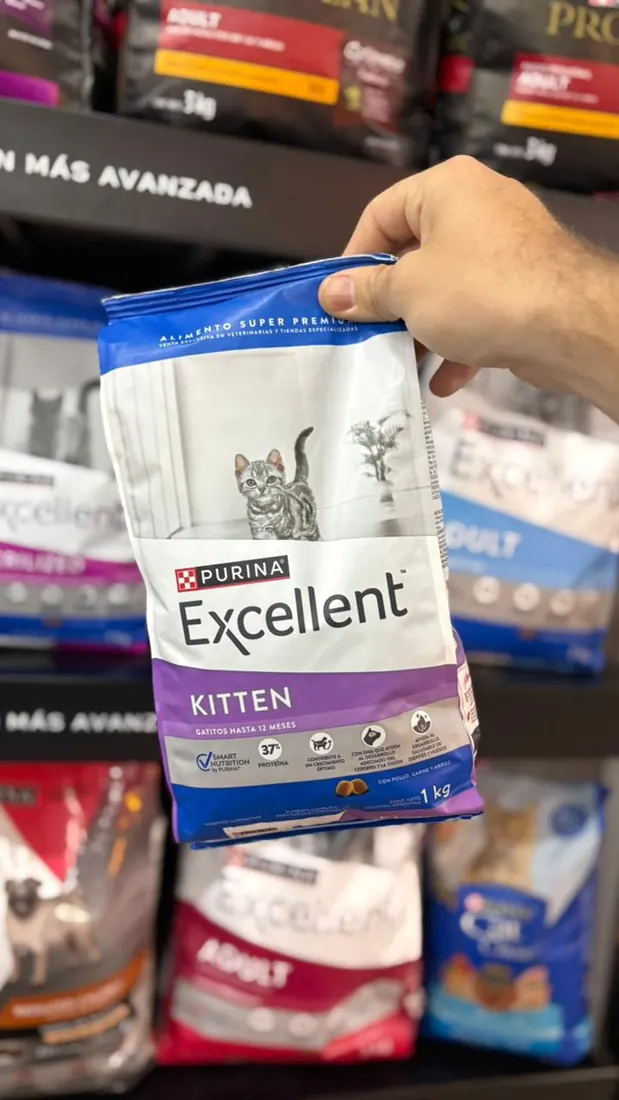 Excellent Kitten