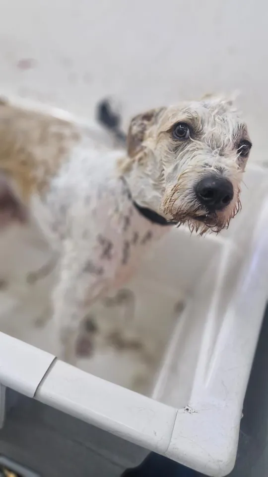Cliente de Patitas durante su baño