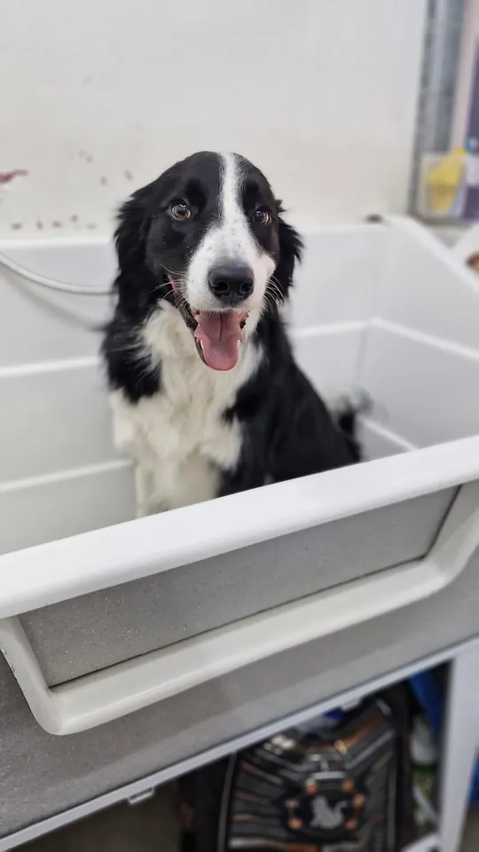 Border collie en la peluquería de Patitas
