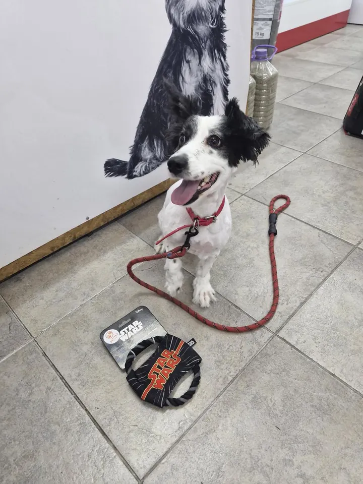 Cliente de Patitas después de su cuidado