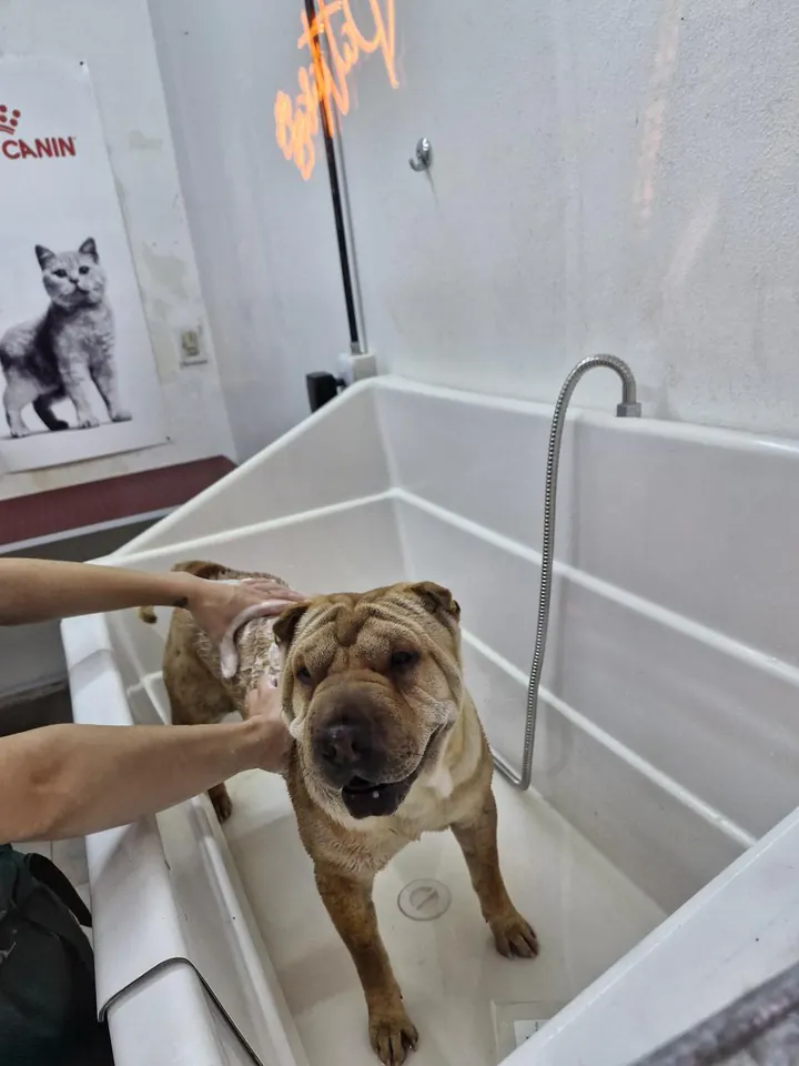 Shar pei durante su baño en Patitas