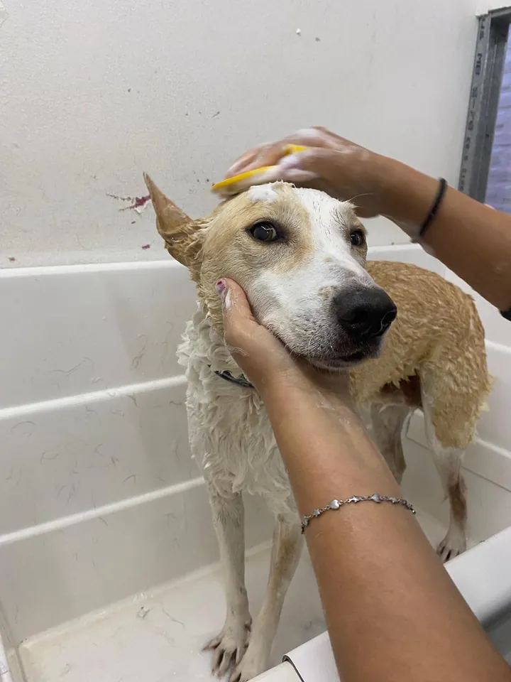Cliente durante el cuidado de su pelaje