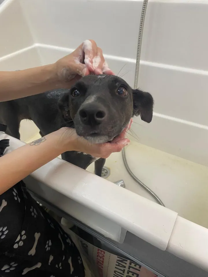 Cliente de Patitas disfrutando su baño
