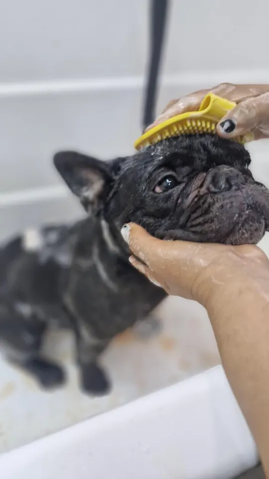Bulldog francés durante su baño en Patitas